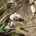 Nicrophorus nigricornis - Photo (c) Tom Allen, algunos derechos reservados (CC BY-NC), subido por Tom Allen