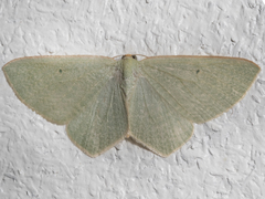 Poecilasthena urarcha