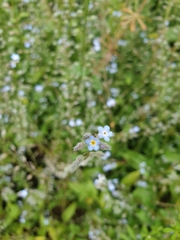 Myosotis