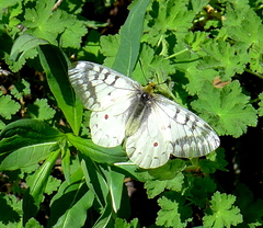 Parnassius clodius
