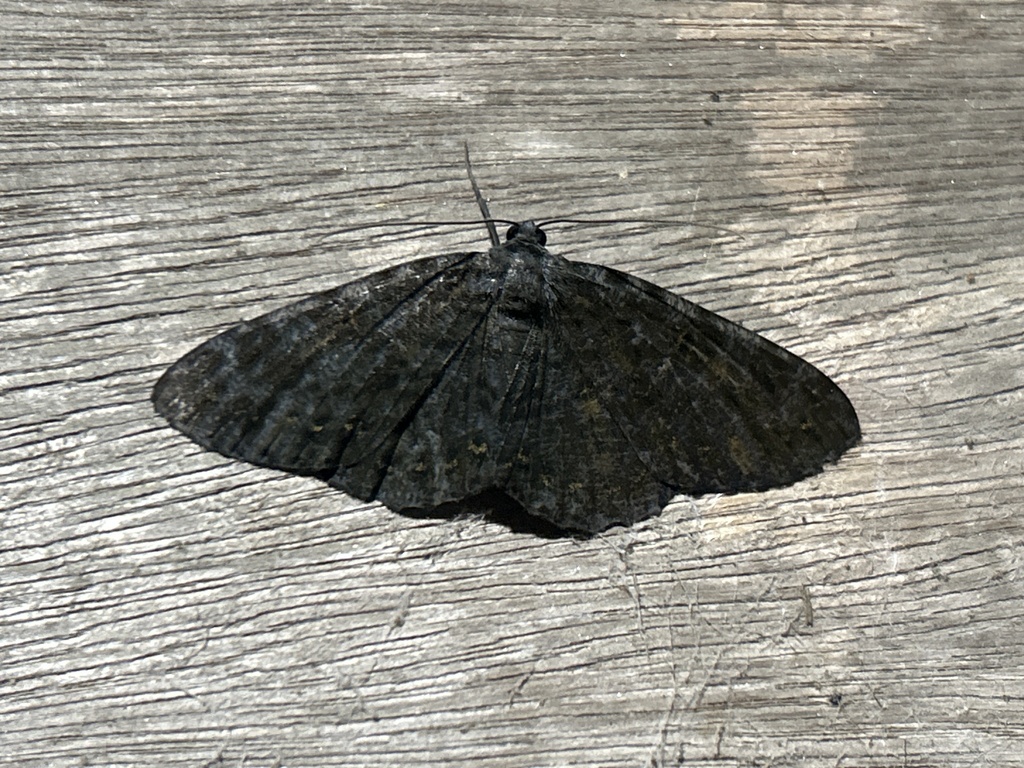 Bracca brunneotacta