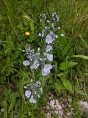 Veronica gentianoides