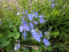 Veronica multifida
