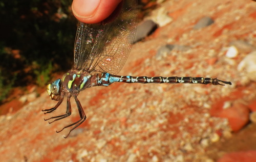 Riffle Darner photographed in Utah