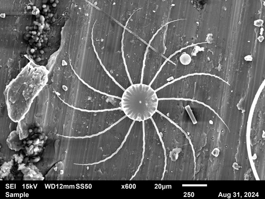Bacteriastrum furcatum