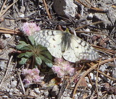 Parnassius clodius