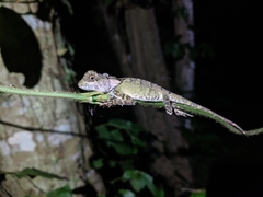 Acanthosaura lepidogaster