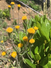 Arnica discoidea