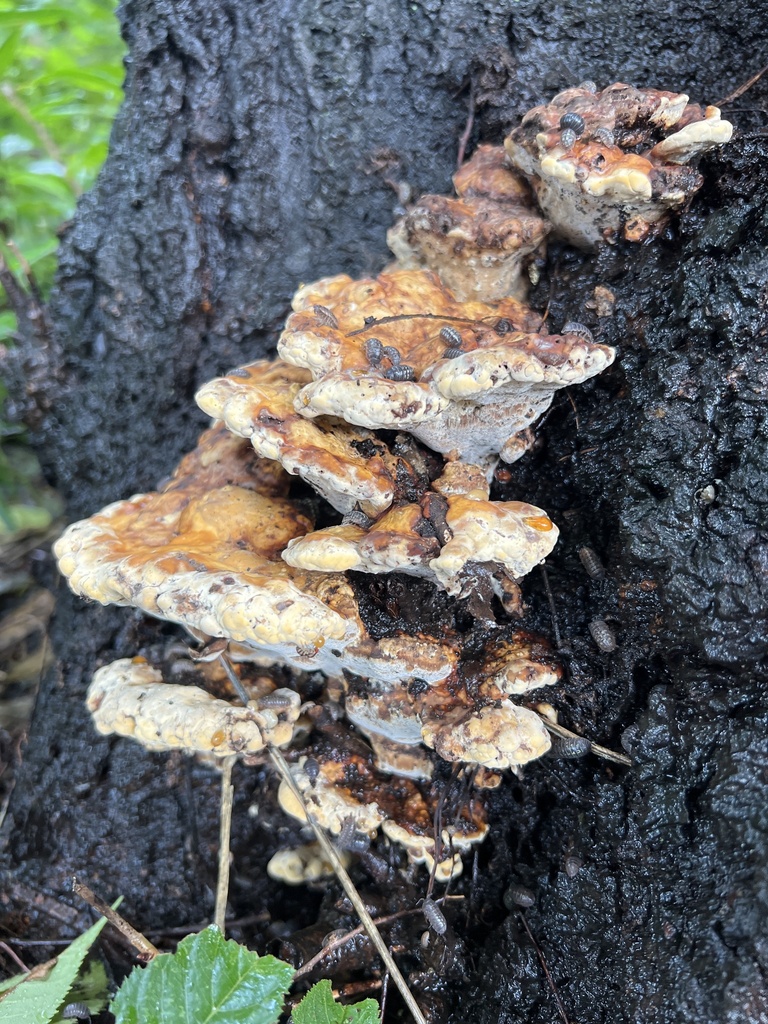 Vanderbylia fraxinea · September 2024 · photo: © dschigel (iNaturalist, cc-by)