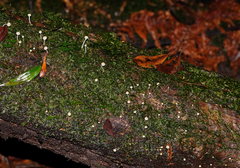 Vibrissea dura