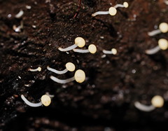 Vibrissea dura