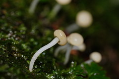 Vibrissea dura