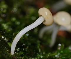 Vibrissea dura