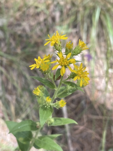 Solidago wrightii A.Gray
