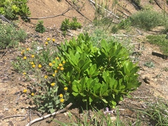 Arnica discoidea