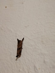 Clostera anastomosis