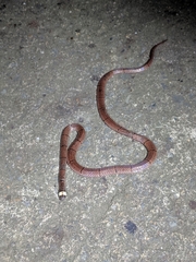 Sinomicrurus macclellandi