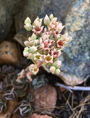 Sedum laxum