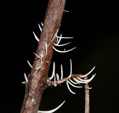 Pterulaceae