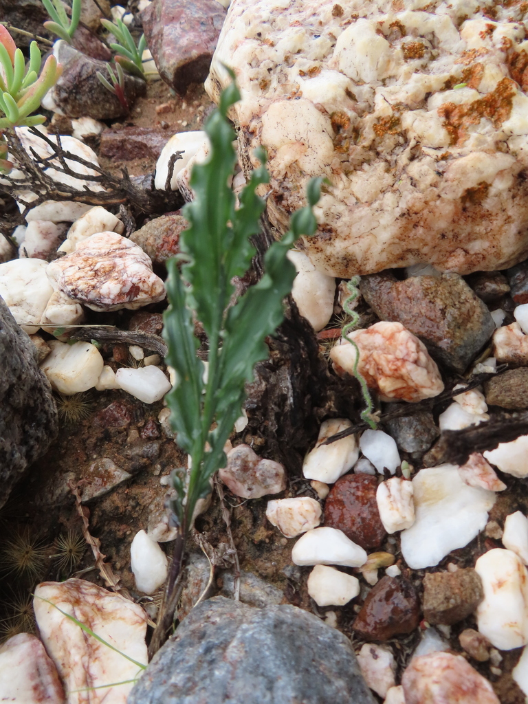 Babiana striata, West Coast, ZA-WC, ZA