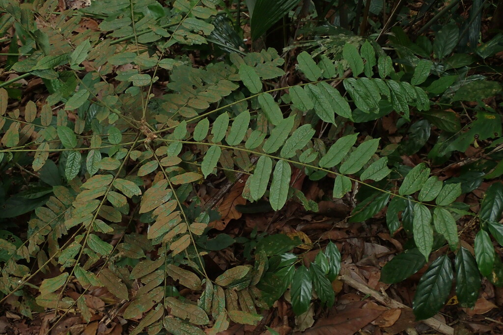 Rourea rugosa
