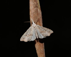 Trigonistis asthenopa