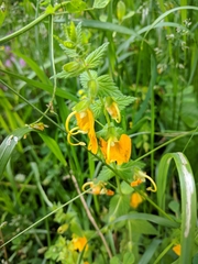 Rhynchocorys orientalis