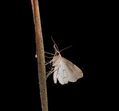 Trigonistis asthenopa