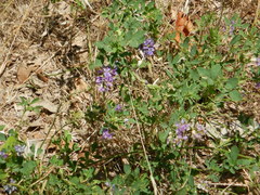 Medicago sativa