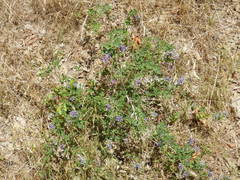 Medicago sativa