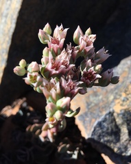 Sedum laxum