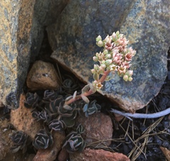 Sedum laxum