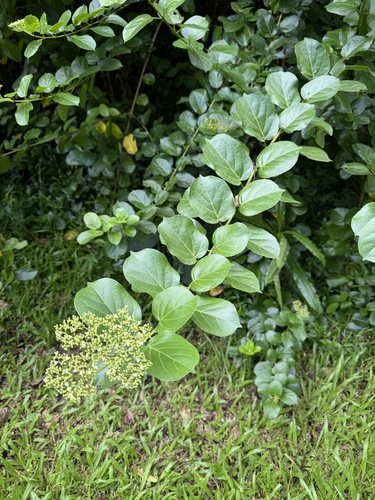 Premna serratifolia, 2024-08-31