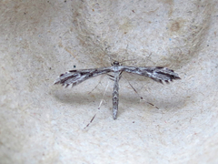 Hellinsia inquinatus