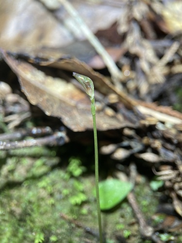 Image of Cyrtostylis rotundifolia by (c) Michael Berardozzi, some rights reserved (CC BY)