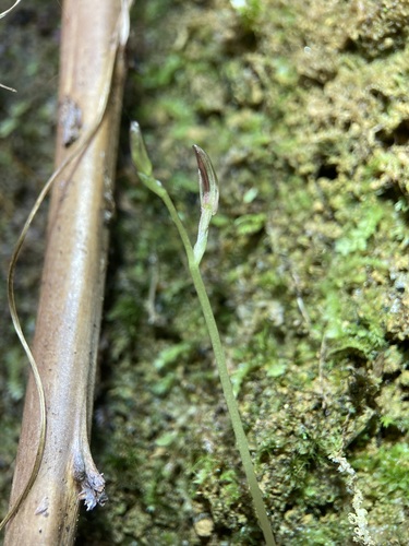 Image of Cyrtostylis rotundifolia by (c) Michael Berardozzi, some rights reserved (CC BY)