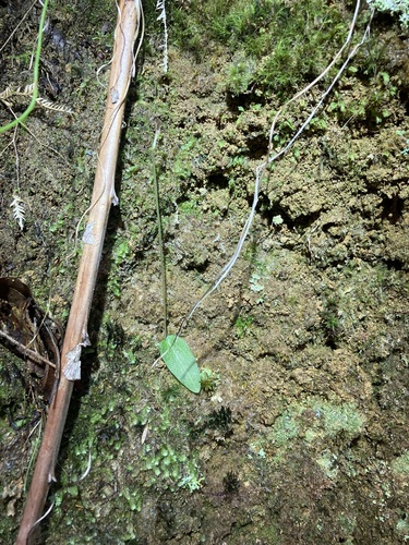 Image of Cyrtostylis rotundifolia by (c) Michael Berardozzi, some rights reserved (CC BY)