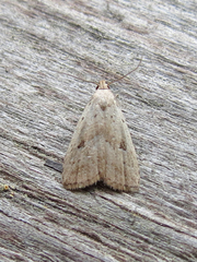 Hypenodes fractilinea