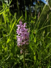 Dactylorhiza fuchsii