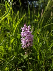 Dactylorhiza fuchsii
