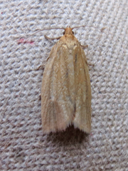 Clepsis clemensiana