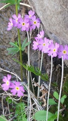 Primula laurentiana