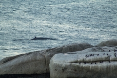 Balaenoptera edeni brydei