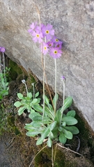 Primula laurentiana