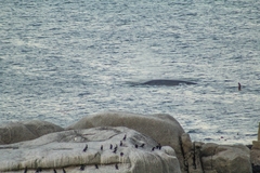 Balaenoptera edeni brydei