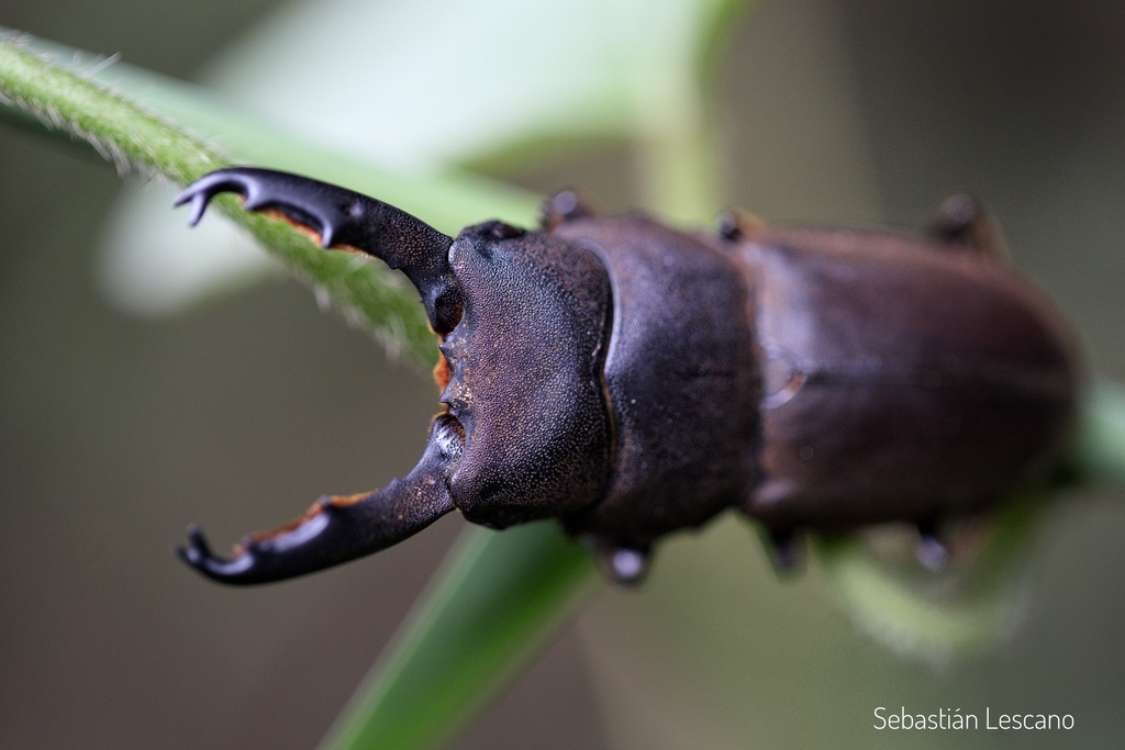 Serrognathus taurus