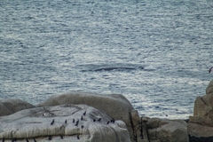 Balaenoptera edeni brydei