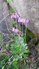 Primula laurentiana