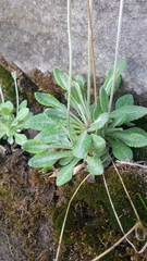 Primula laurentiana