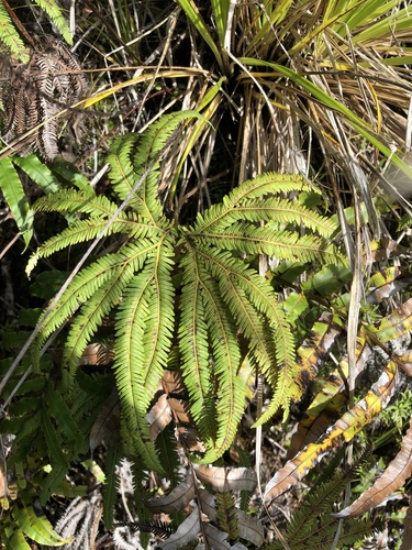 Sticherus cunninghamii observed 2024-09-01